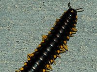 Millipede image