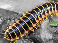 Millipede image