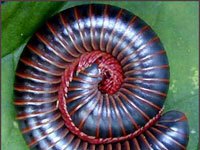 Millipede image