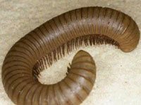 Millipede image