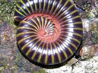 Millipede image