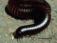 Millipede image