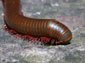 Millipede wallpaper