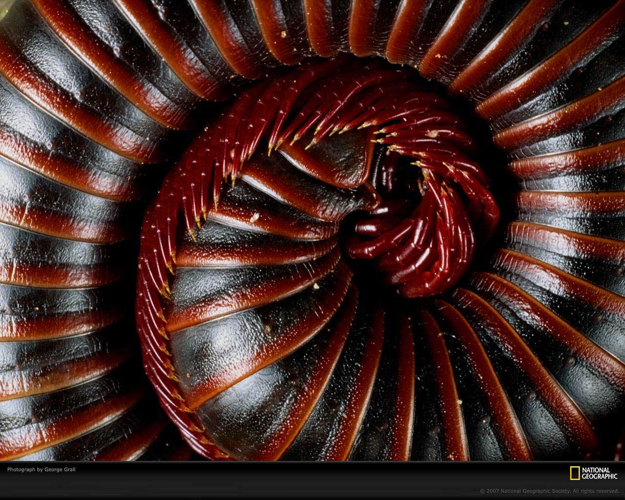 free Millipede wallpaper wallpapers download