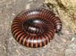 Millipede wallpaper