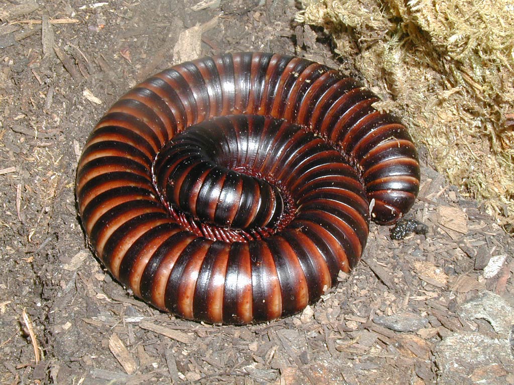 free Millipede wallpaper wallpapers download