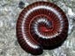 Millipede wallpaper