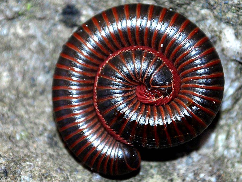free Millipede wallpaper wallpapers and background