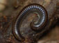 Millipede wallpaper