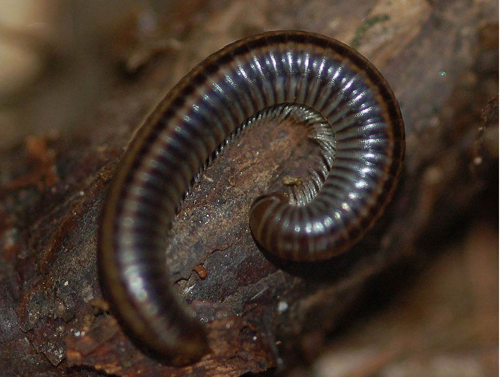 free Millipede wallpaper wallpapers download