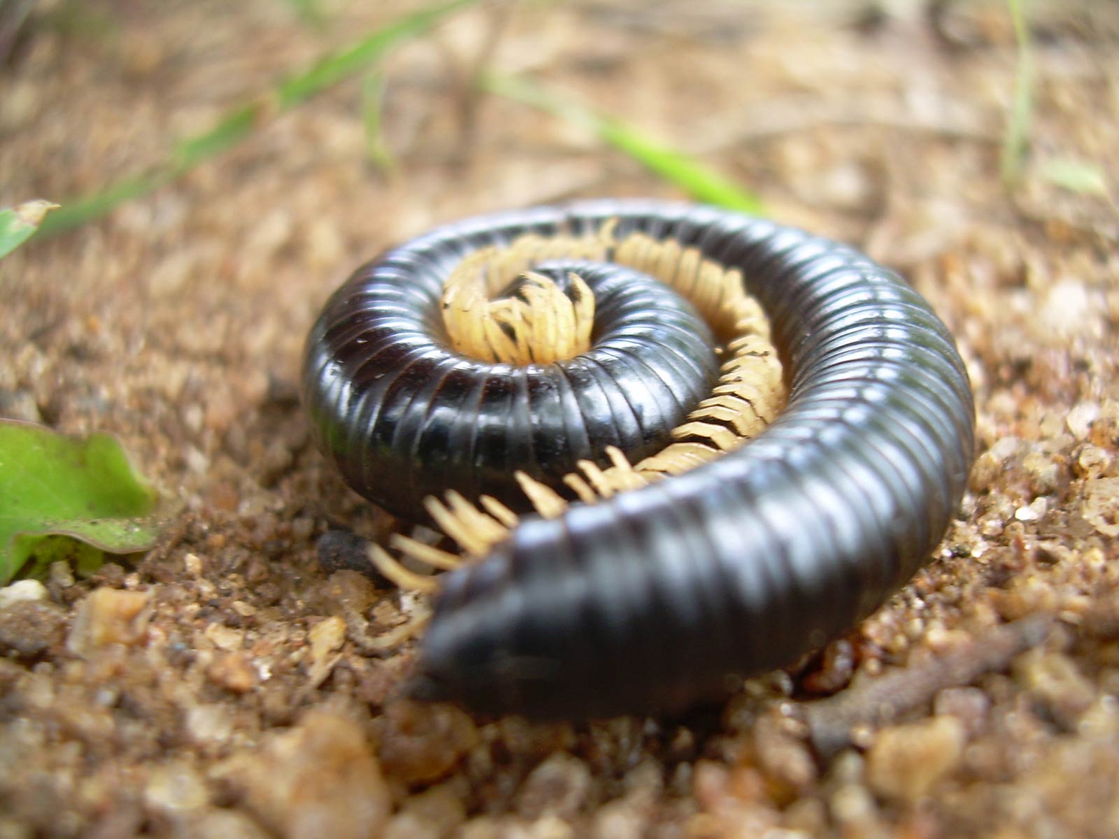 free Millipede desktop wallpaper wallpapers Desktop and Mobile