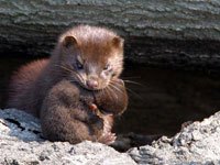 Mink image