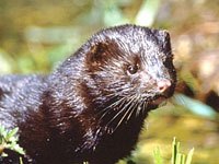 Mink photo