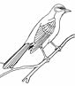 Mockingbird coloring page