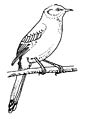 Mockingbird coloring page