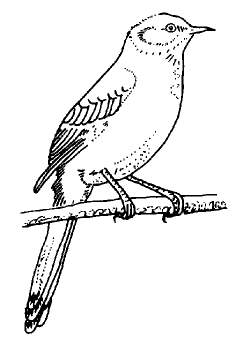 free Mockingbird coloring page