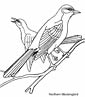 mockingbird color page