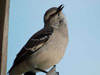 Mockingbird image