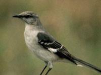 Mockingbird photo