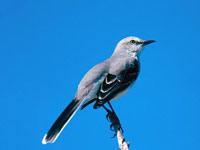 Mockingbird picture