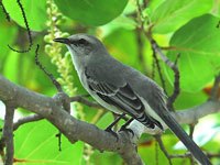 Mockingbird image