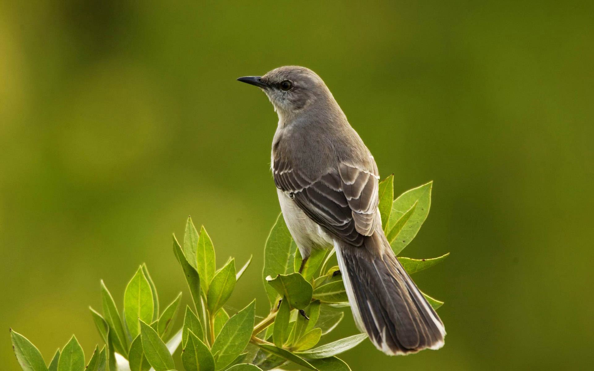 free Mockingbird wallpaper wallpapers download