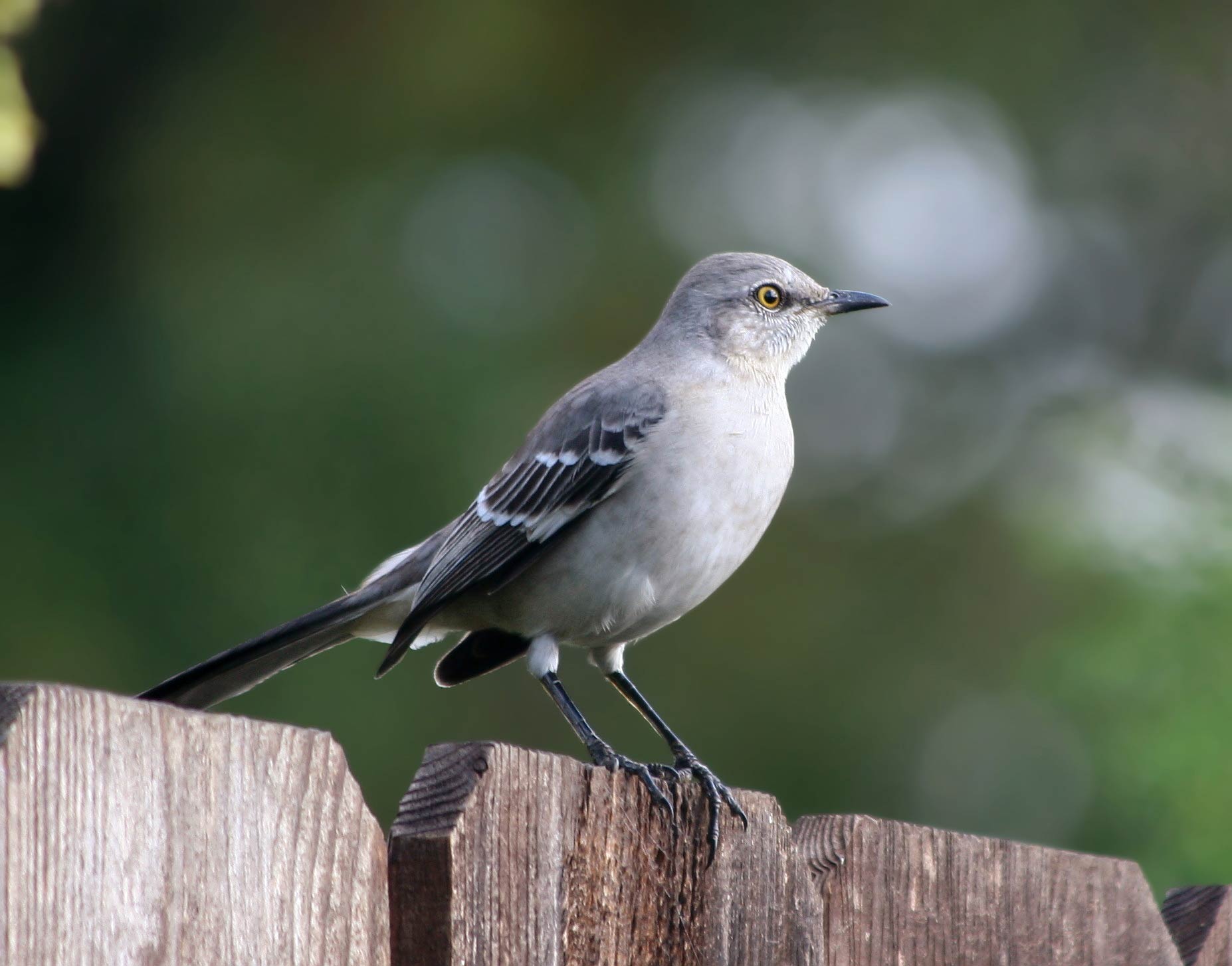 free Mockingbird desktop wallpaper wallpapers Desktop and Mobile