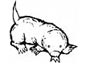 Mole coloring page