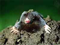 Mole picture