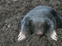 Mole picture