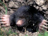 Mole image