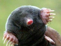 Mole image