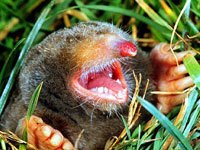 Mole image