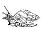 Mollusk coloring page