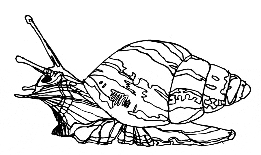 free Mollusk coloring page