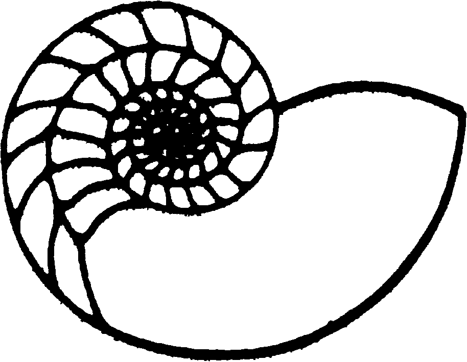 free Mollusk coloring page