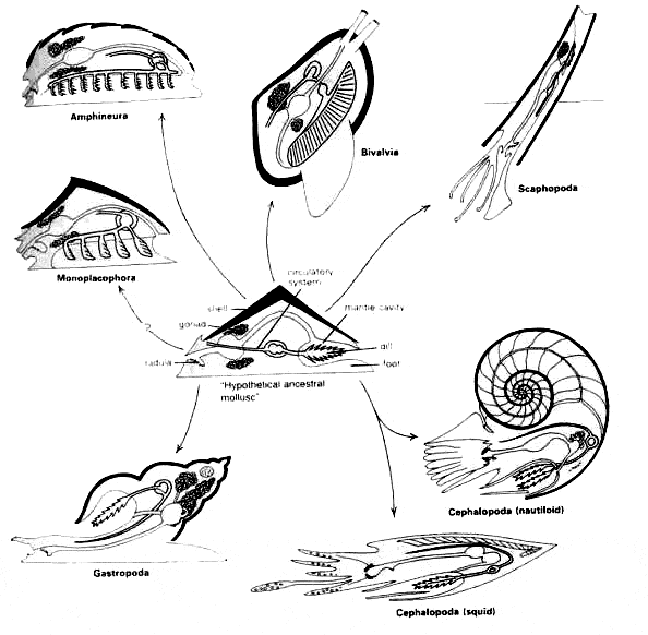 free Mollusk coloring page