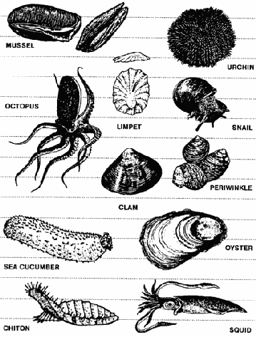 free Mollusk coloring page