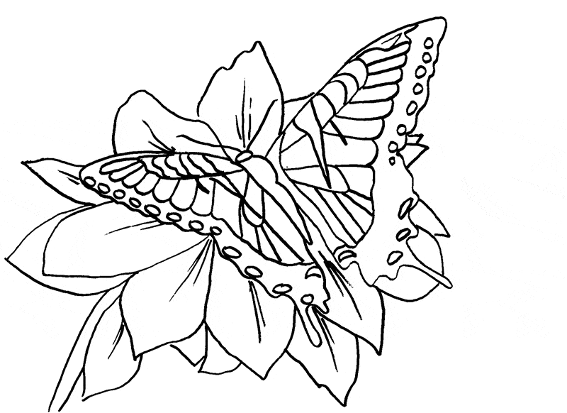 free Monarch Butterfly coloring page
