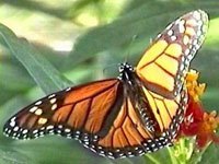 Monarch Butterfly picture