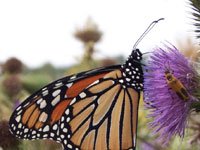 Monarch Butterfly picture