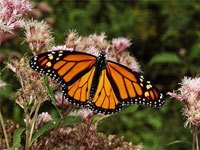 Monarch Butterfly picture