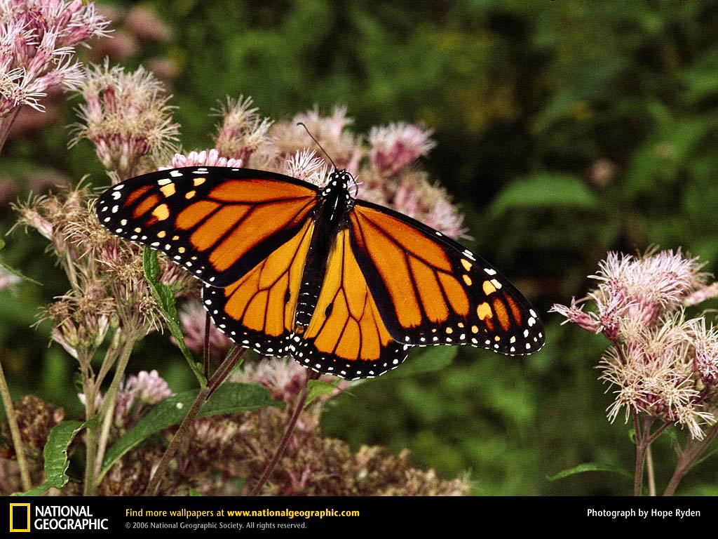 free Monarch Butterfly wallpaper wallpapers download