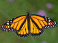 Monarch Butterfly computer wallpaper