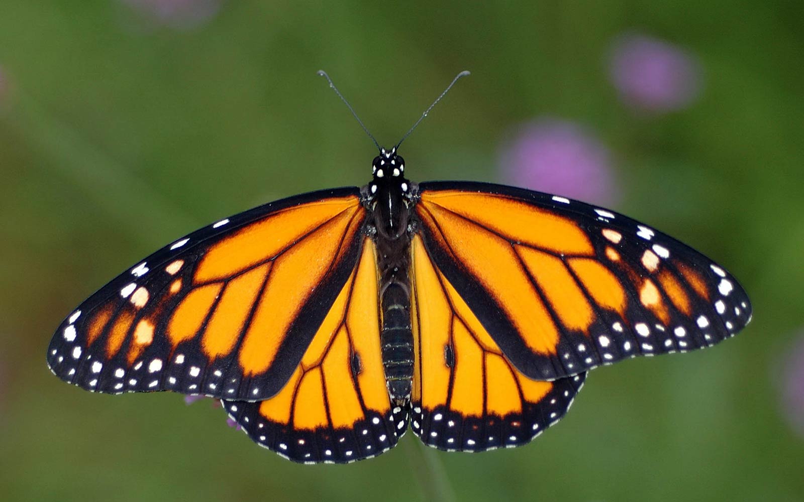 free Monarch Butterfly wallpaper wallpapers download