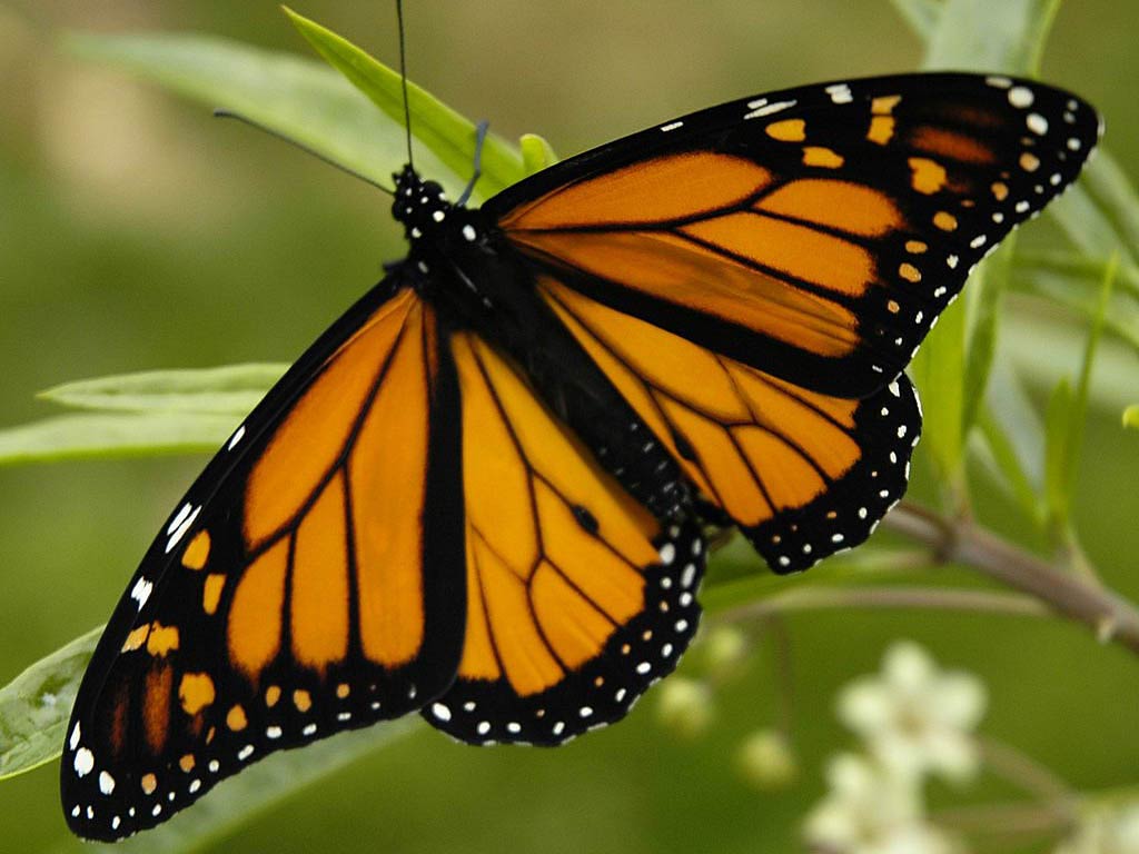 free Monarch Butterfly wallpaper wallpapers download