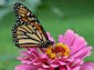 Monarch Butterfly computer wallpaper
