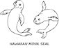 Monk Seal coloring page