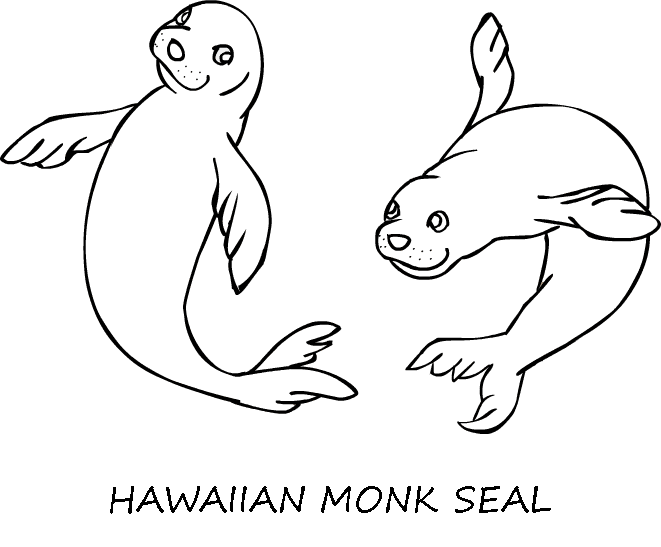 free Monk Seal coloring page
