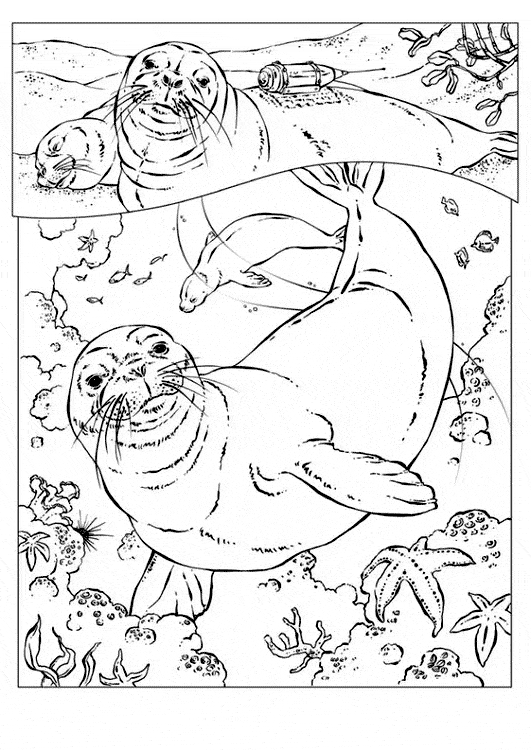 free Monk Seal coloring page